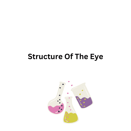 Structure Of The Eye